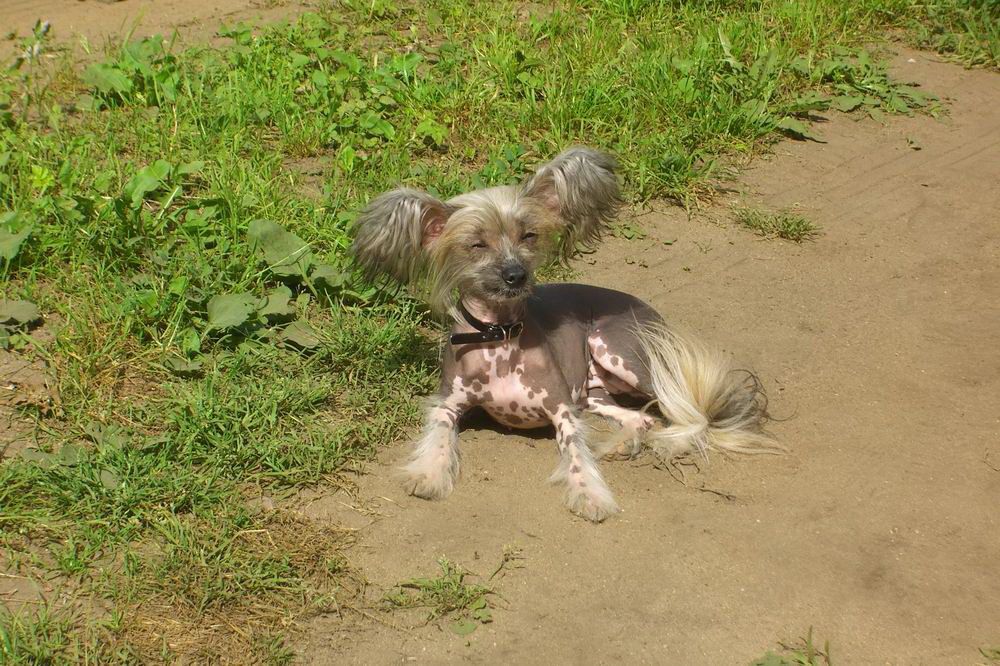 Vivat Sanraiz Viva La Vita