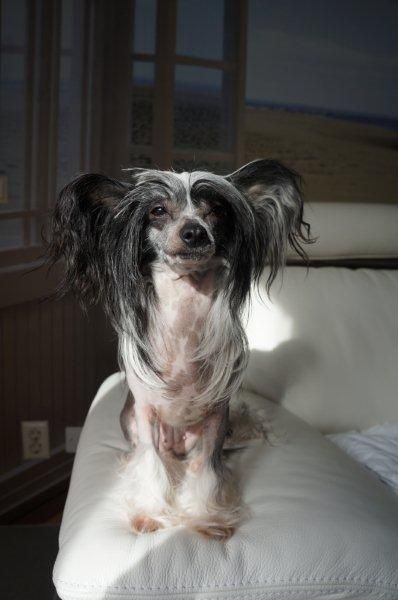 Ama-Tsu-Kami Black Mystique