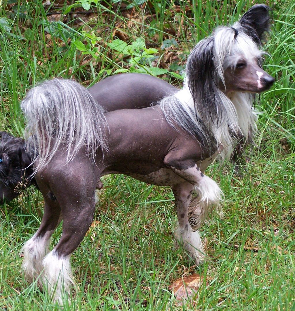 Ama-Tsu-Kami Black Faerie King