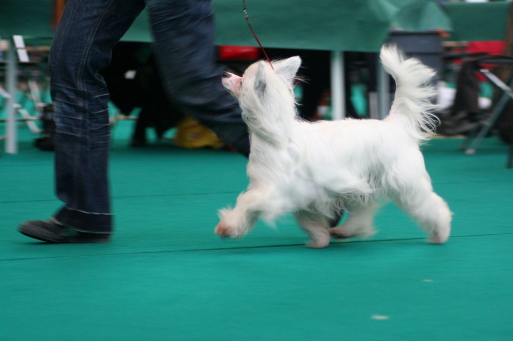 Ama-Tsu-Kami Black Eyed Peace