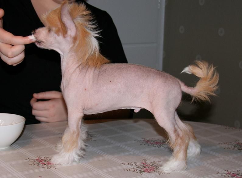 Ridgecrest's To Be Victorius