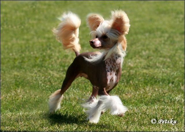 Ridgecrest's Princess Precious