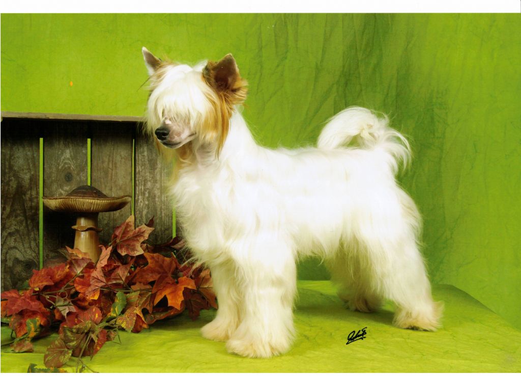 Playboy To Frendors  z  Gangu  Lysych