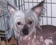 Snoopy di casa romano