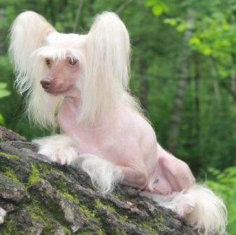 Zholesk Tutta Larsen