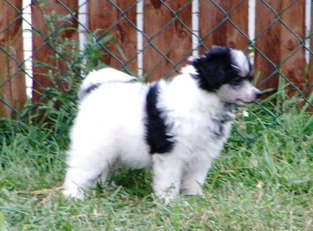 Pipi Pokerowy Zywot (fci)