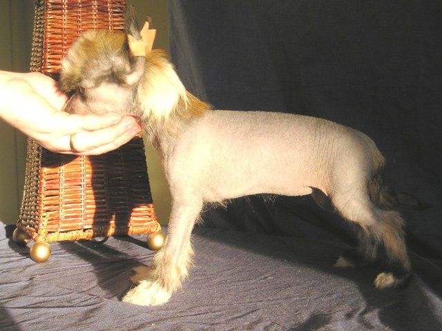 Koirakerman Lisa Simpson