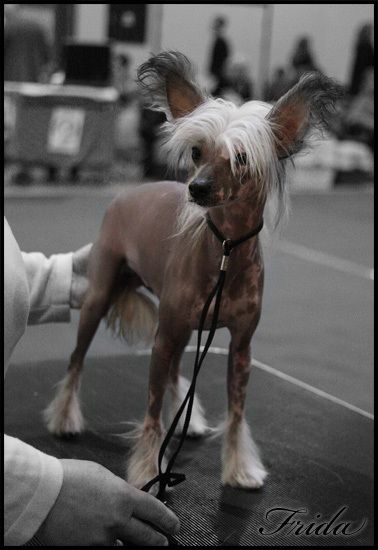 De La Mahafu's Model Furrora