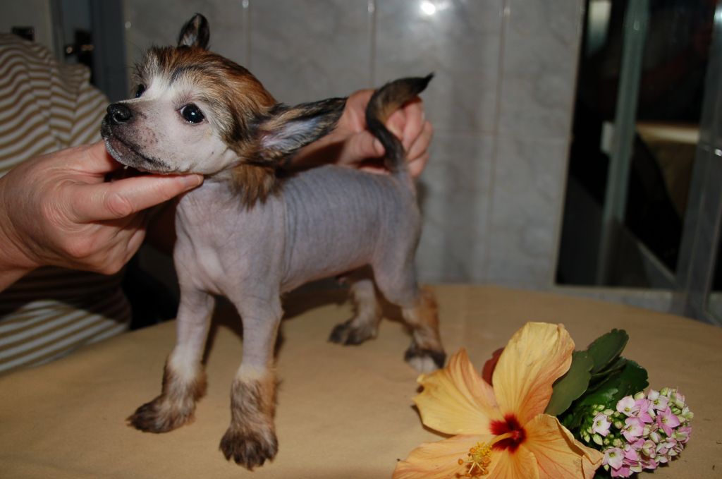 De La Mahafu's Model Francis