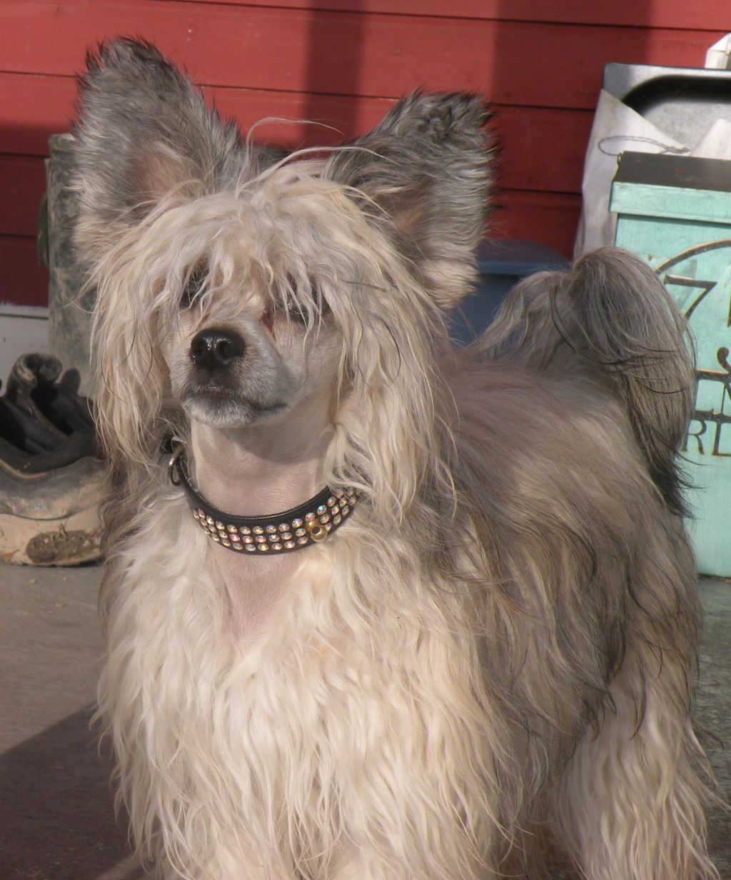 Tournais Back To Black