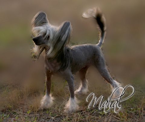 DK's Diamond In The Buff at Risin Star