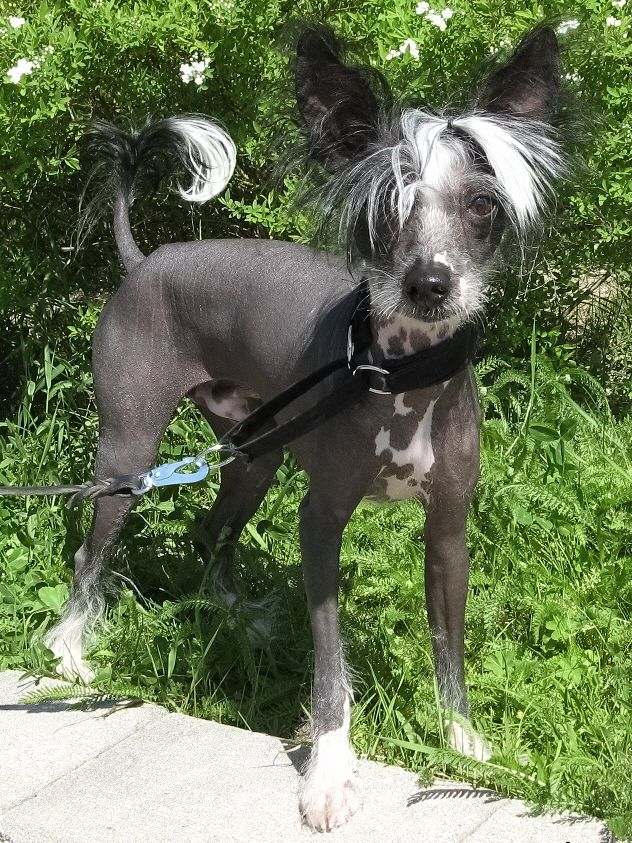 Amidos Vän Sweet Sharon