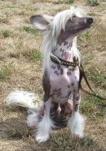 Silkyence Wavecrest Risen Star