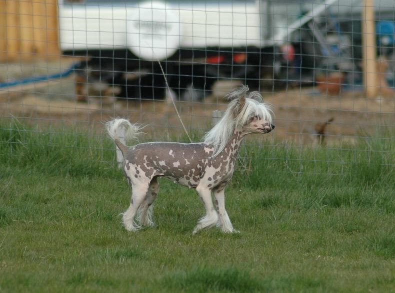 Wavecrest Little Lamb Chops