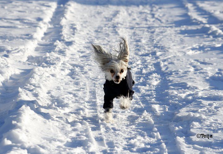 Sun Dan Bling Bling Baby