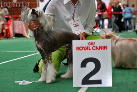 Fantastik Kashmir Favorit Flirt