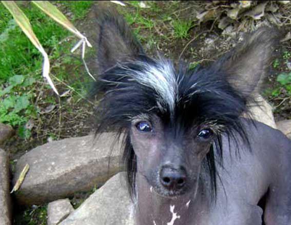 Eclipse de Antukuyen