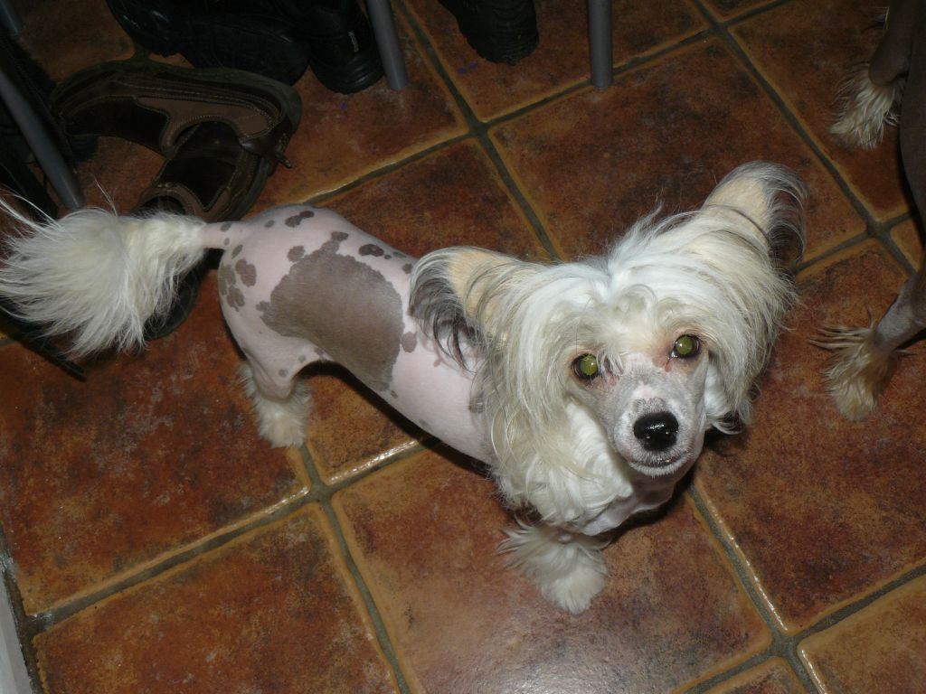 Konishiki Prizzy's Gal