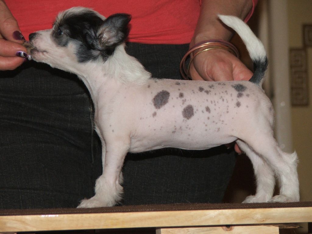 Konishiki Prizzy's Legacy