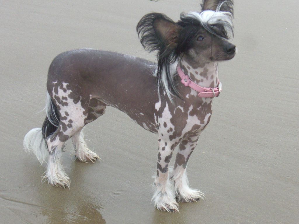 Konishiki Prizzy's Blossom for Laceylou