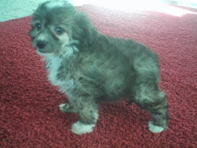 Chester at Barok Al Maarii Sapphire