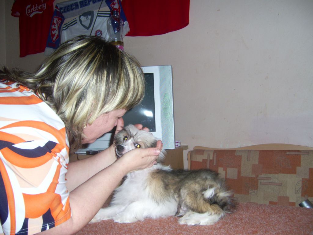 Chinchill Es Cobare Al Maarii Sapphire