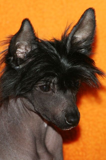 Queen of Darkness de GabriTho