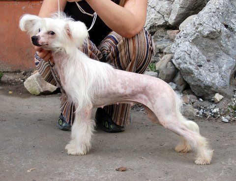 Tamerlan Beshtau Absolutnaya Vlast