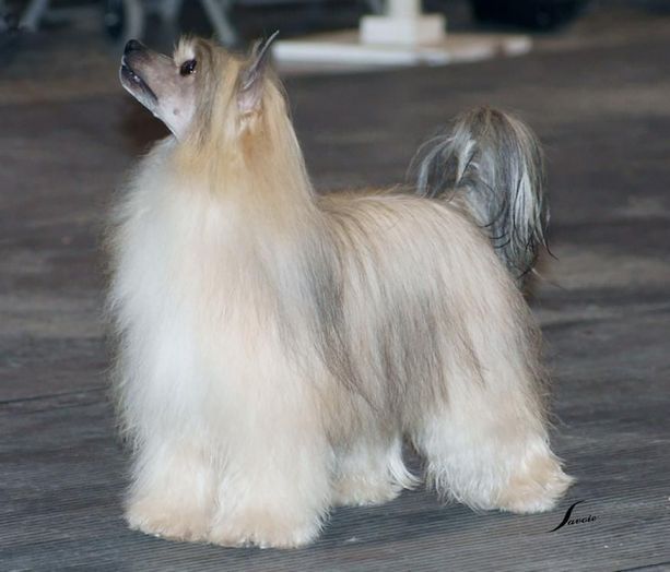 Rompford Kaunotar Of Yorkhouse