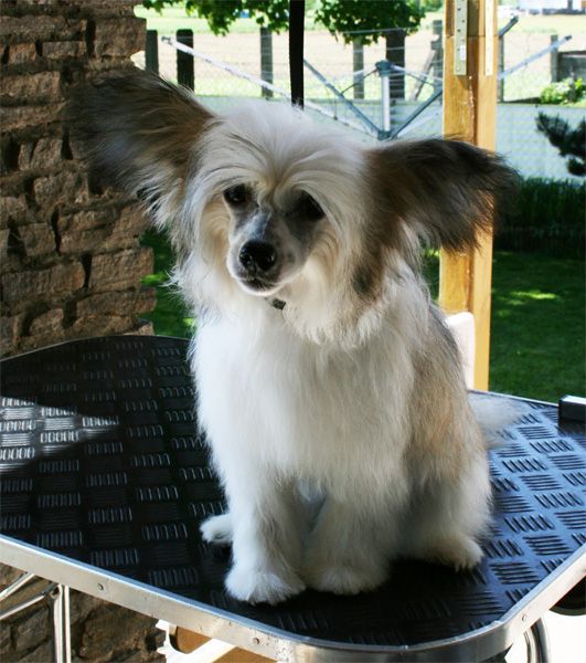 Kukur Baba's Beautiful Bad Bride