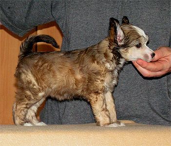 Kukur Baba's Bashira