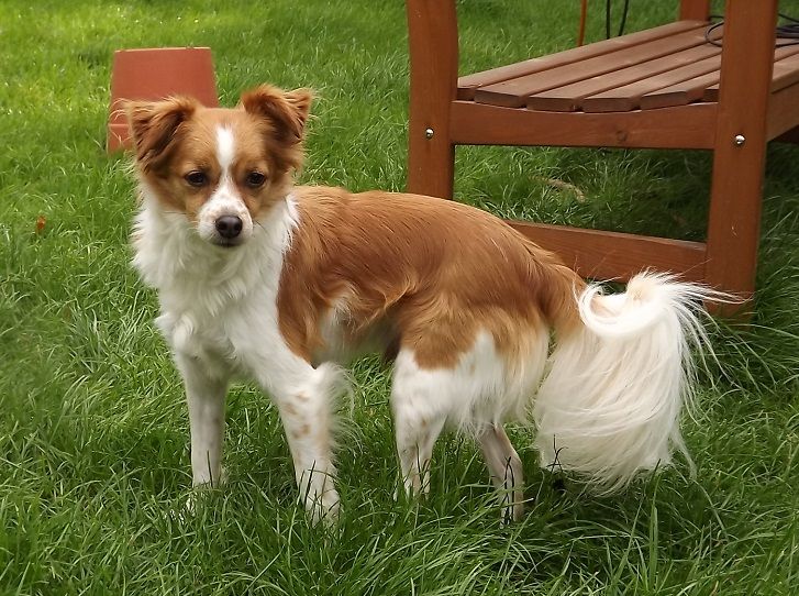 Der Gizmo von den Windpferden