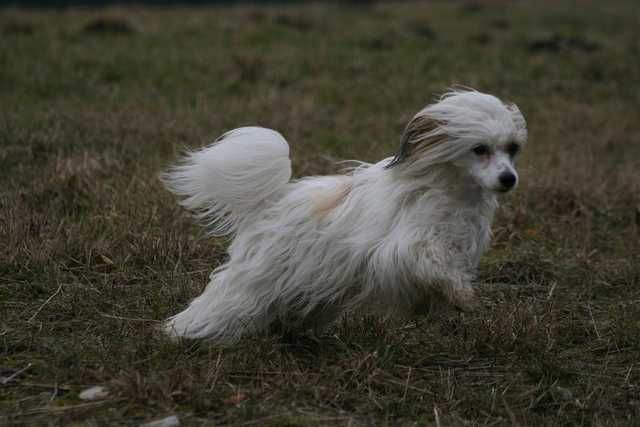 Dropi von den Windpferden 