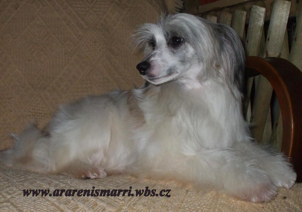 Doreen Chocolate Zvonecek