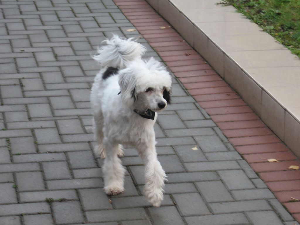 Jurgi Jatysha Avokaduh