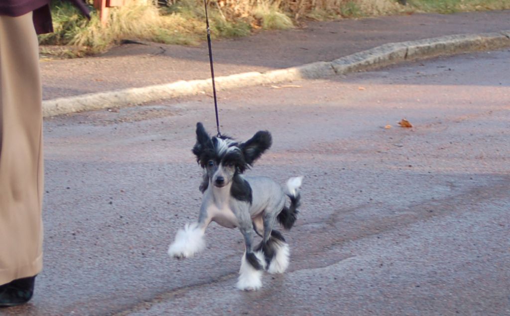 De La Mahafu's Love's Fransico