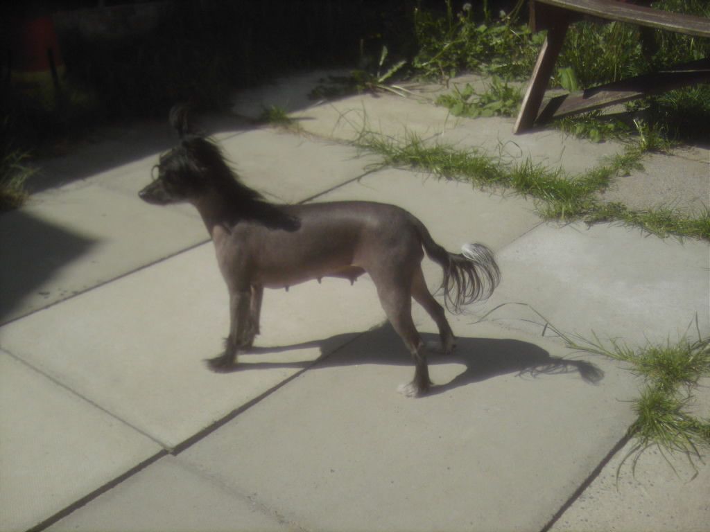 Movalian Black Beauty