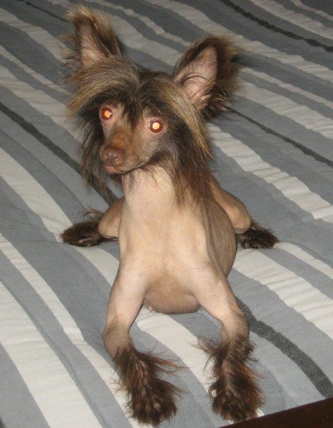 Dreams Diva Of Pleasure N Expo