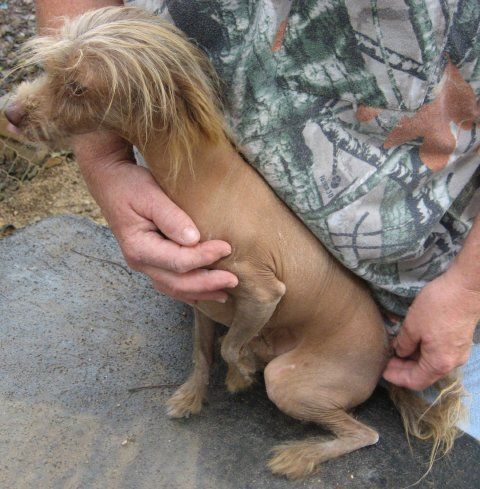 Wesanns Monkey Shines