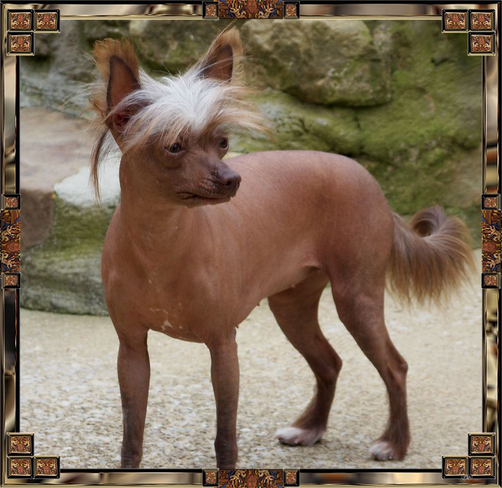 Baldpark's Short Stop Loves Chocolate