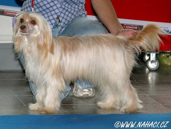 Aglaia Bohemia Ortles