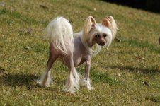 Bellamina Magická Noc