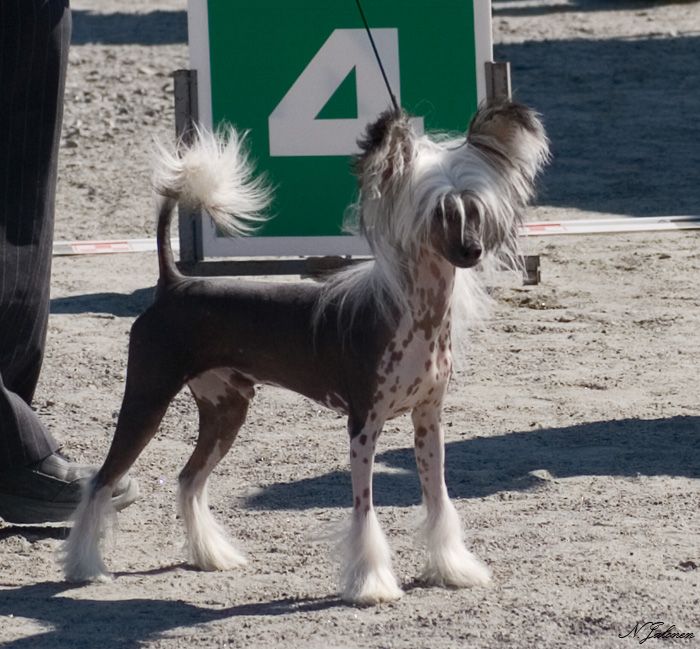 Kiikunkaakun Kyllä Lähtee