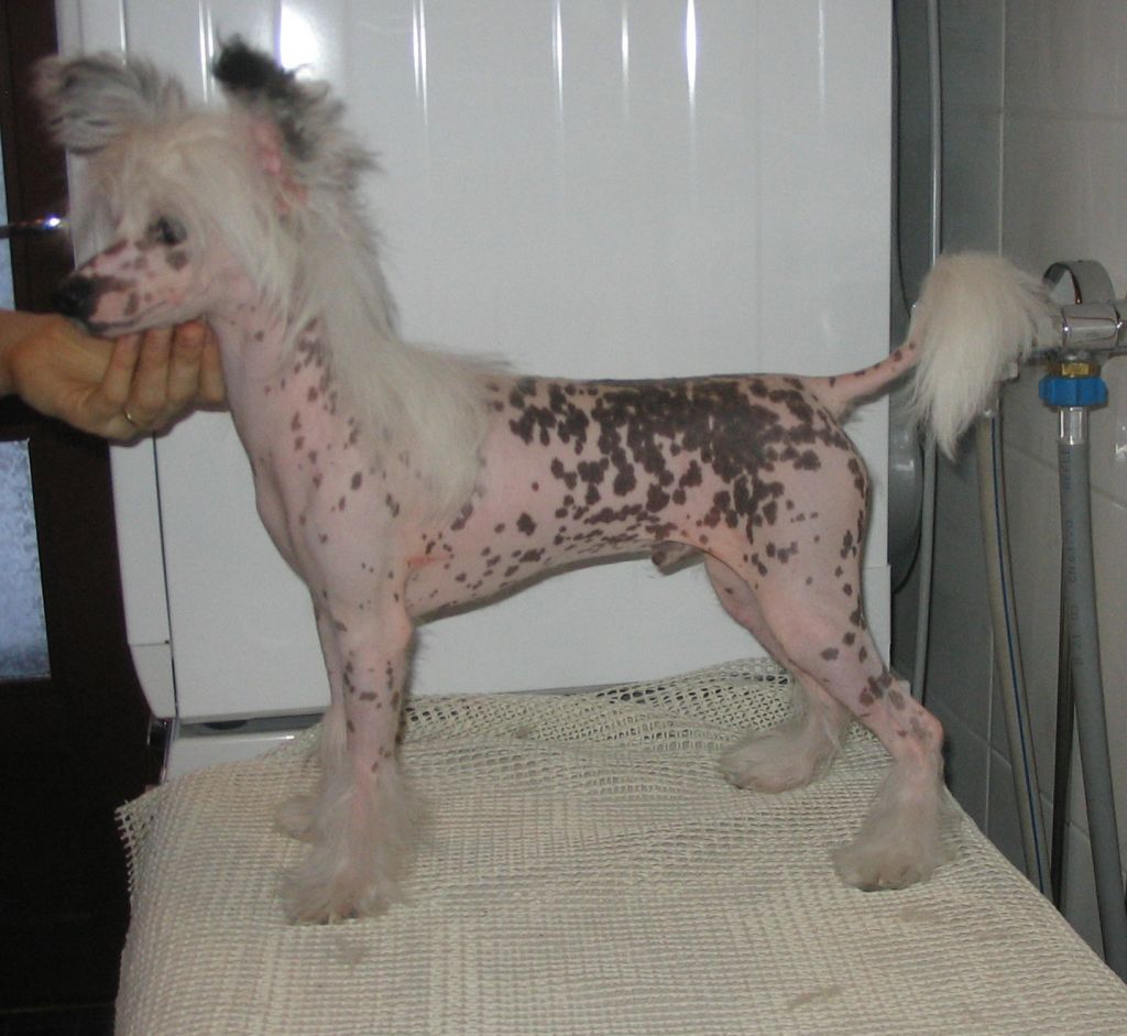 Kiikunkaakun Ketäkiinnostaa