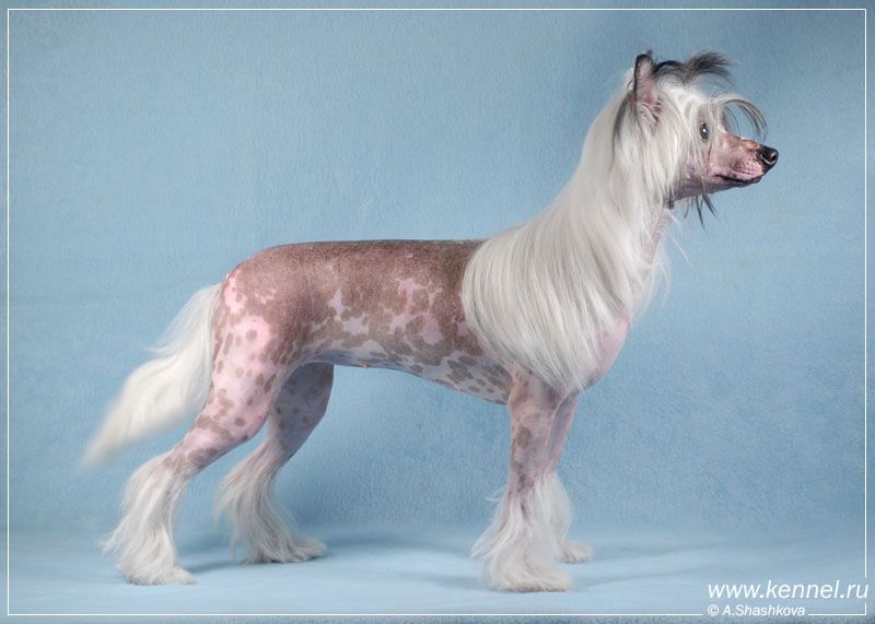 Dream Space Golden Eye for Welldan