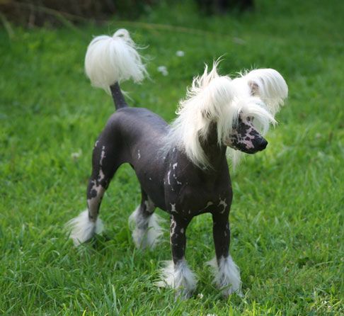 Chiwa Du Pave De Varennes