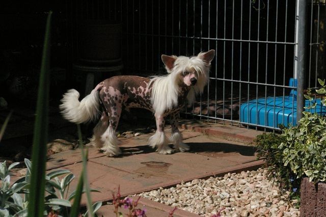 Special Treat von Shinbashi