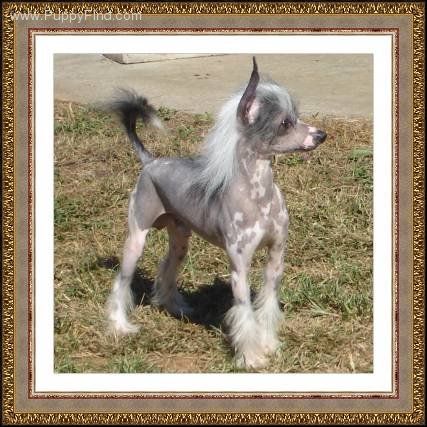 Dragon Hills Cowboy Bojangle