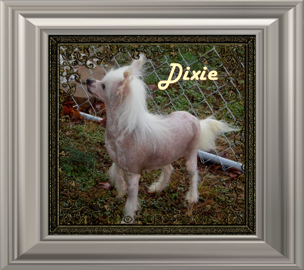 Dragon Hills Dixie Chick II