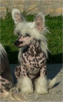 Balada Hot Chocolate